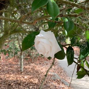 Meet your Posher, Tonya